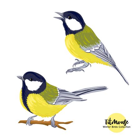 Tit birds - a symbol of winter. Set of elements for design Isolated on white background..のイラスト素材