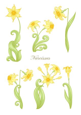 Narcissus. Set of elements for design Colored vector illustration. In art nouveau style, vintage, old, retro style. In soft yellow colors. Isolated on white background..のイラスト素材