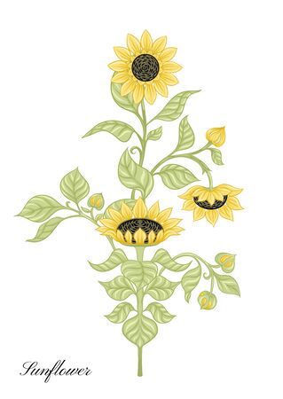 Sunflower. Set of elements for design Colored vector illustration. In art nouveau style, vintage, old, retro style..のイラスト素材