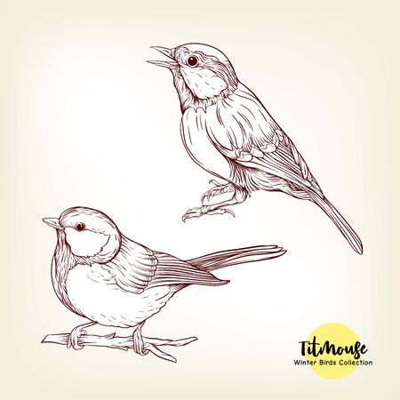 Tit birds - a symbol of winter. Set of elements for design Isolated on white background..Realistic sketch drawing. Graphic drawing, engraving style. Vector illustration..のイラスト素材