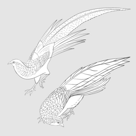 Pheasant, bird. Set of elements for design. Outline hand drawing vector illustration.のイラスト素材