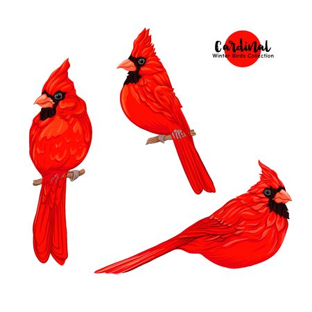 Cardinal birds - a symbol of Christmas. Set of elements for design Isolated on white background..のイラスト素材