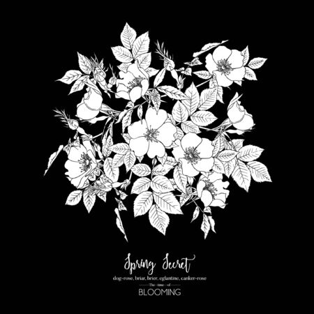 Dog-rose, briar, brier, eglantine, canker-rose. Template for wedding invitation, greeting card, banner, gift voucher. Graphic drawing. Vector illustration in black and white.のイラスト素材