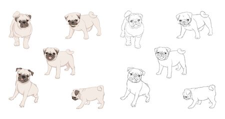 Set of pug dogs vector illustration. Colored and outline design. Vector illustration.. Isolated on white background.のイラスト素材