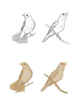 Nightingale. Set of elements for design. Graphic drawing, engraving style. Vector illustration color and outline.のイラスト素材