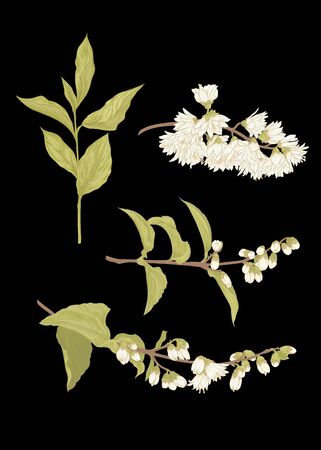 Spring flowers set. Graphic drawing, engraving style vector illustrationのイラスト素材