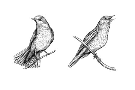 Nightingale. Set of elements for design. Graphic drawing, engraving style. Vector illustration in black and white.のイラスト素材