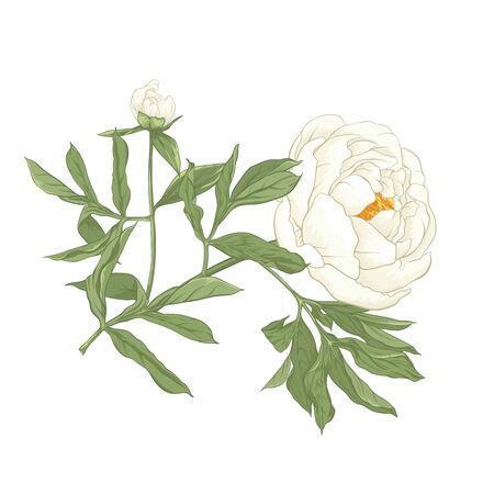 Peony flower. Element for design. Colored vector illustration. In botanical style Isolated on white background..のイラスト素材