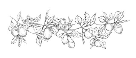 Lemon tree branch with lemons, flowers and leaves. Element for design. Outline hand drawing vector illustration. Isolated on white background..のイラスト素材