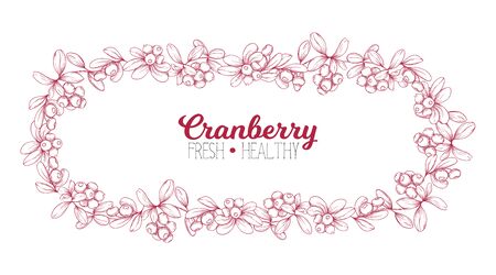 Cranberry. Element for design. Good for product label. Colored vector illustration. Graphic drawing, engraving style. Vector illustrationのイラスト素材