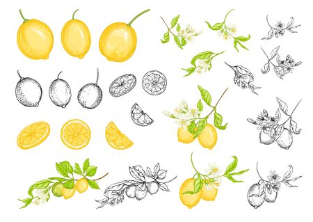 Lemon tree branch with lemons, flowers and leaves. Element for design. Outline and colored hand drawing vector illustration. Isolated on white background..のイラスト素材