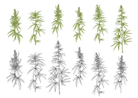 Hemp, cannabis plant. Set of elements for design. Color and outline vector illustration. In botanical style Isolated on white background..のイラスト素材