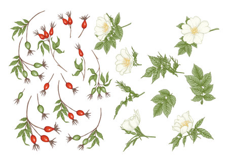 Rose hips with flowers and berries. Clip art, set of elements for design. Graphic drawing, engraving style. Vector illustration.のイラスト素材