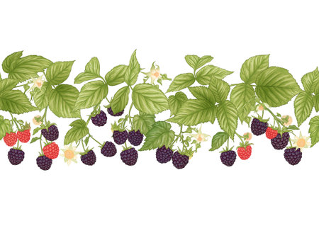 Blackberry. Ripe berries on branch. Seamless pattern, background. Graphic drawing, engraving style. Vector illustrationのイラスト素材