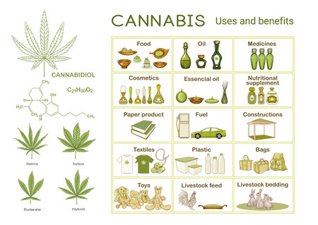 Cannabis, uses and benefits. Infographics, scheme, Clip art, poster, set of elements for design. Vector illustration. Isolated on white backgroundのイラスト素材