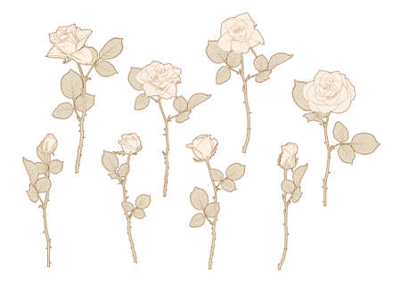 Roses flowers Clip art, set of elements for design Outline hand drawing vector illustration. Graphic drawing, engraving style. Vector illustration. Isolated on white background..のイラスト素材
