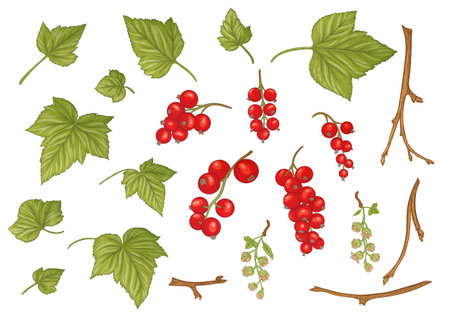 Red currant. Ripe berries on branch. Clip art, set of elements for design. Graphic drawing, engraving style. Vector illustration.のイラスト素材