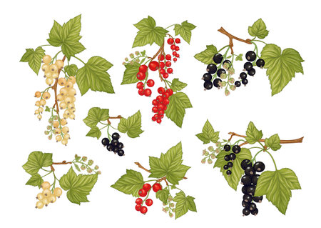 Black currant, Red currant. Ripe berries on branch. Clip art, set of elements for design. Graphic drawing, engraving style. Vector illustration.のイラスト素材