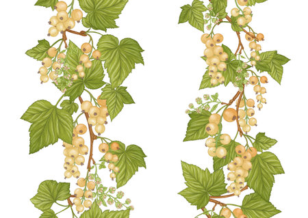 White currant. Ripe berries. Seamless pattern, background. Vector illustration. In botanical style Isolated on white background.のイラスト素材
