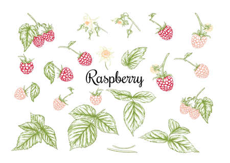 Raspberry. Ripe berries on branch. Clip art, set of elements for design Graphic drawing, engraving style. Vector illustration..のイラスト素材