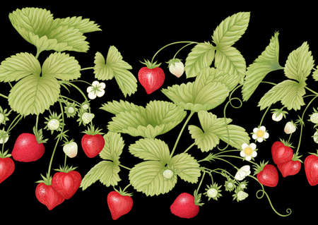 Strawberry. Ripe berries. Seamless pattern, background. Vector illustration. In botanical style On black background..のイラスト素材