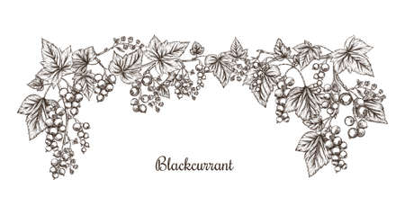 Blackcurrant. Ripe berries on branch. Clip art, set of elements for design. Graphic drawing, engraving style. Vector illustration..のイラスト素材