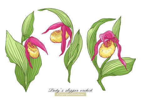 Ladys slipper orchid. Vector illustration In botanical style. Clip art set of elements for designのイラスト素材