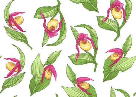 Ladys slipper orchid, Cypripedioideae. Seamless pattern, background. Vector illustration. In botanical styleのイラスト素材
