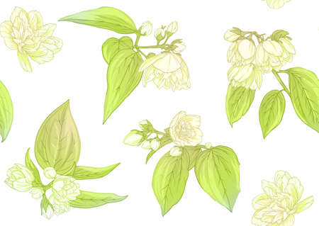Jasmine Seamless pattern, background. Vector illustration. In botanical style Isolated on white background.のイラスト素材