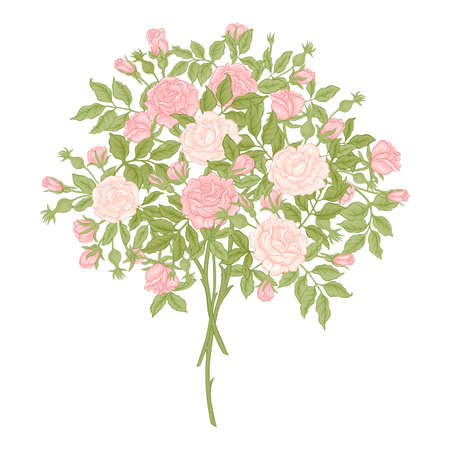 Rose flowers on branches. Clip art, set of elements for design Vector illustration. In botanical style Isolated on white background.のイラスト素材