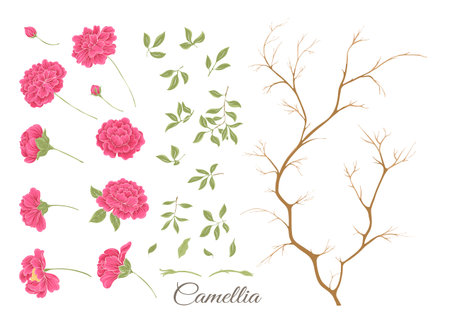 Camellia blossom tree Clip art, set of elements for design Vector illustration. In botanical style Isolated on white background.のイラスト素材