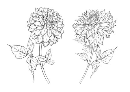 Dahlias flowers, outline and coloured style Clip art, set of elements for design Vector illustration. In botanical styleのイラスト素材