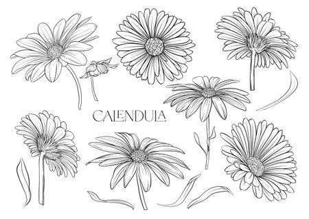 Calendula medicinal herbs and flowers. Set of flowers and leaves. Isolated vector illustration.のイラスト素材