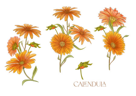 Calendula medicinal herbs and flowers. Set of flowers and leaves. Isolated vector illustration.の写真素材