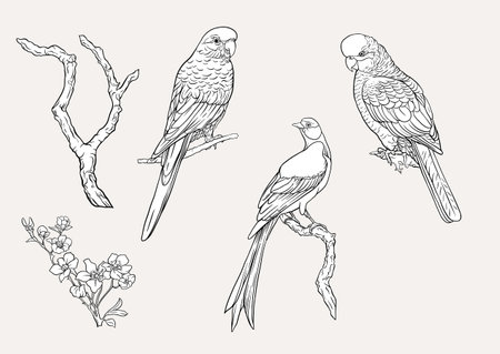 Blossom trees with birds swallow and parrots. Set, element for design. Vector illustration. In Chinoiserie, botanical styleのイラスト素材