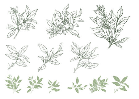 Branch with leaves of green tea. Clip art, set of elements for design Vector illustration. In botanical styleのイラスト素材