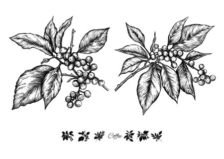 Coffee tree. Branch with leaves and berries. Clip art, set of elements for design Vector illustration. In botanical styleのイラスト素材