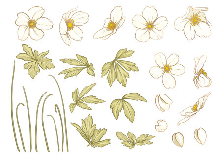 Forest Anemone flowers, decorative flowers and leaves Clip art, set of elements for design Vector illustration. In art nouveau style, vintage, old, retro style. In botanical styleのイラスト素材