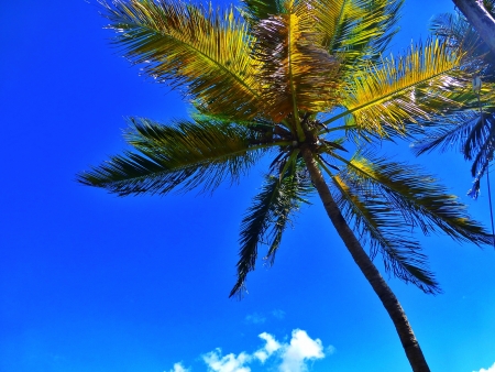 Palm Tree in gorgeous St Luciaの写真素材