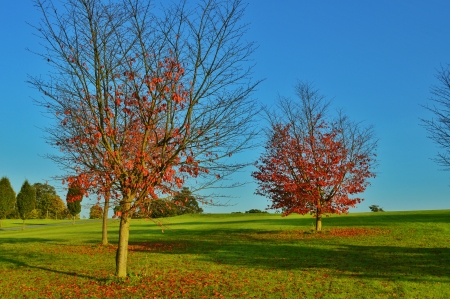 Autumn Leaves, Wynyard, Englandの写真素材