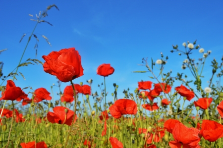 Summer Poppiesの写真素材