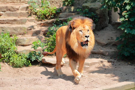Large adult male lion closeup with a gorgeous mane walking.の写真素材