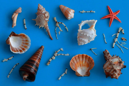 Seashells background. Close up lots of amazing coral seashells and starfishes mixed. Space for text. Summer holiday. Touristical holiday.の写真素材