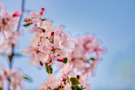 Flower spring background. Romantic floral background. Internet springtime bannerの写真素材