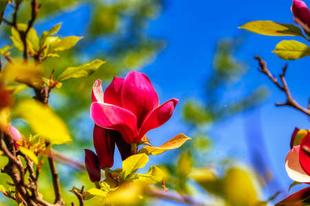 Magnolia soulangeana close-up on pastel bokeh blue sky and pink background, internet springtime bannerの写真素材