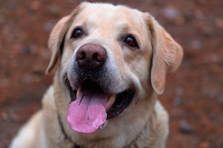 Smiling labrador retriever dog in the forest portrait. Clouse-up, looking away.の写真素材