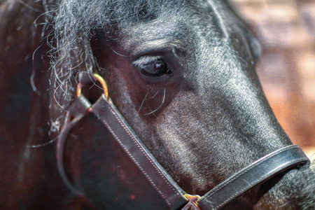 Close-up of a horse's eye and face. Horse care and treatment.の写真素材