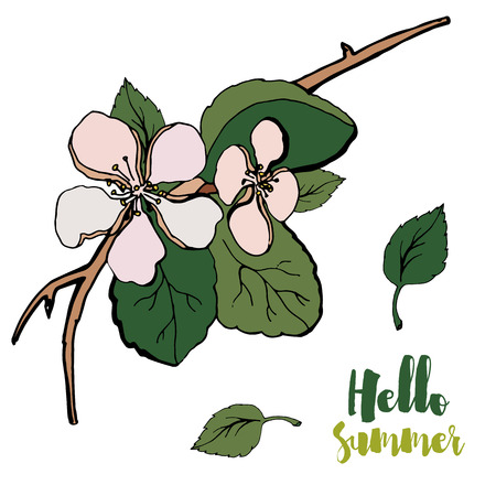 Apple tree flowers leaves. Hello summer. Green postcard gift trees.のイラスト素材