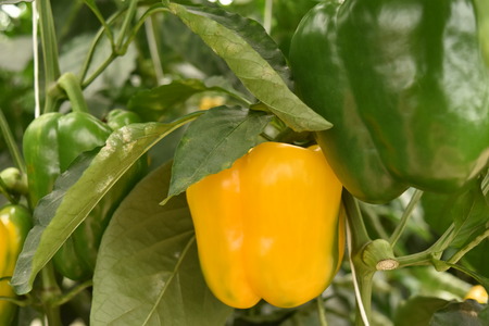 yellow and green bell peppers plantation in mexicoの写真素材