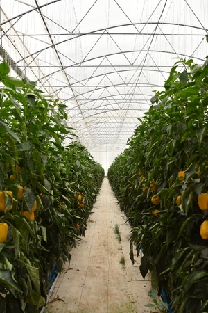 bell peppers greenhouse plantation in mexicoの写真素材